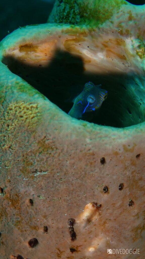 Sharpnose puffer inside a sponge.