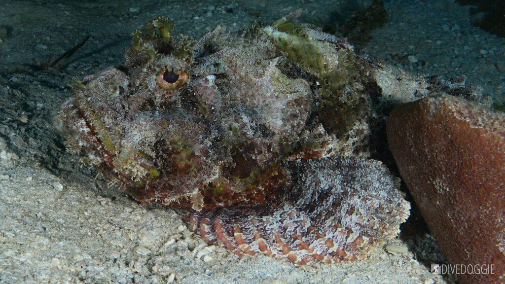 Scorpionfish.