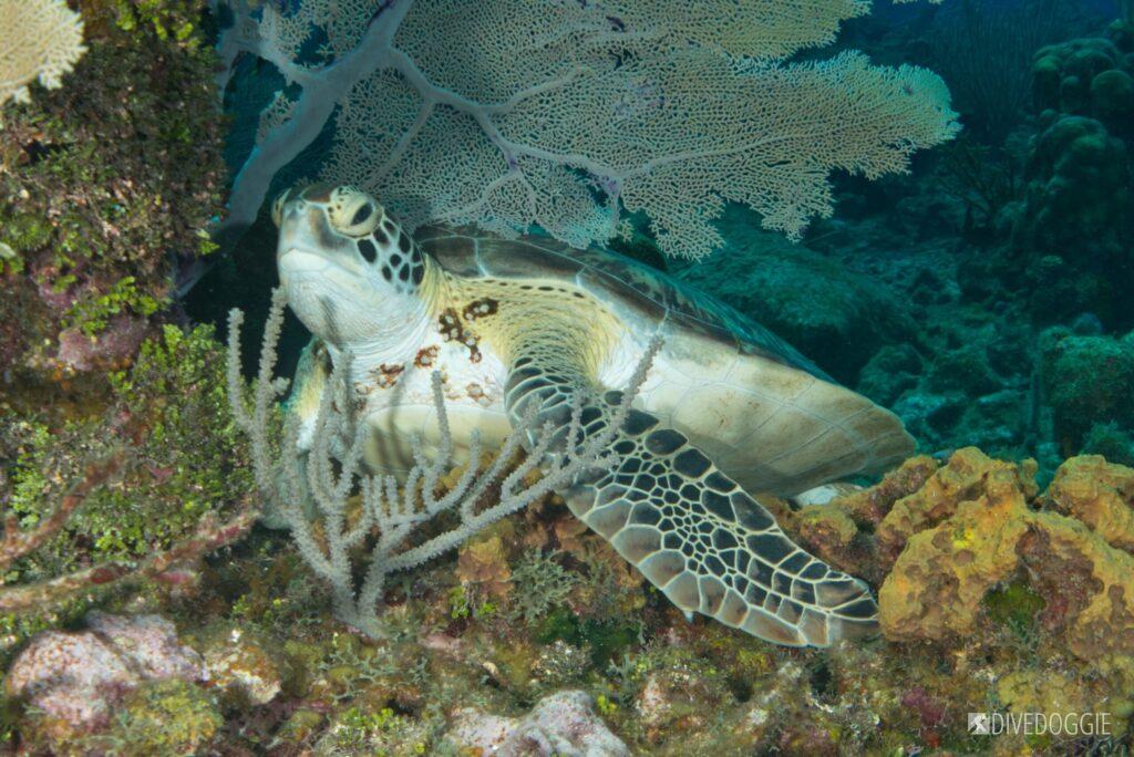 Green Sea Turtle.