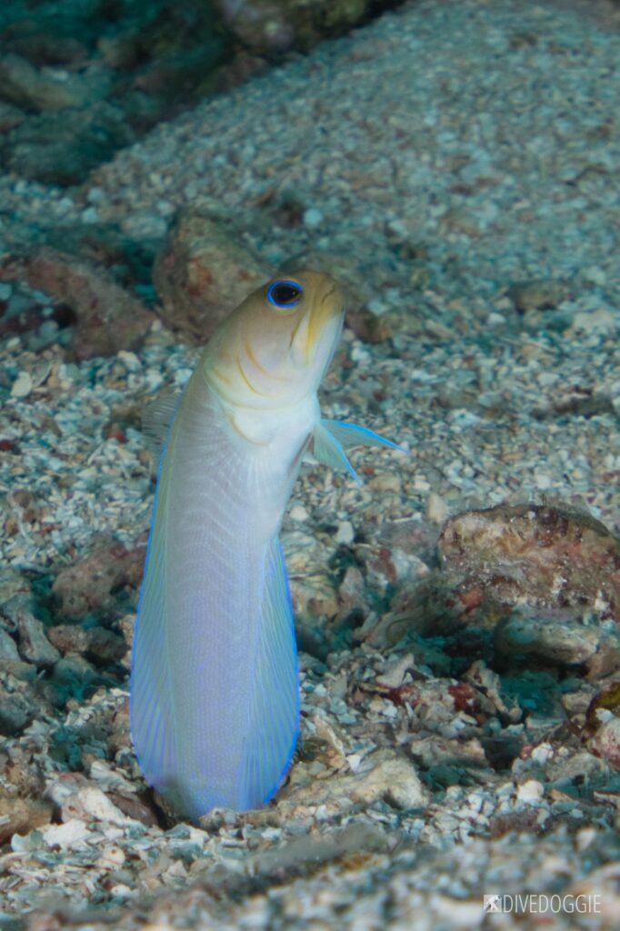 Yellowhead Jawfish.