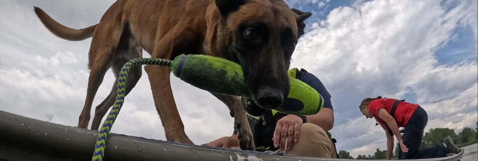 Dog with Bumper
