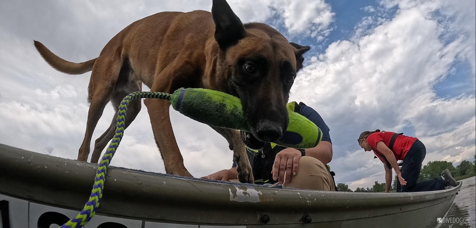 Dog with Bumper