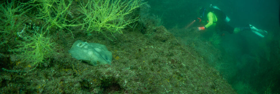 Sea of Cortez Diver among Black Coral