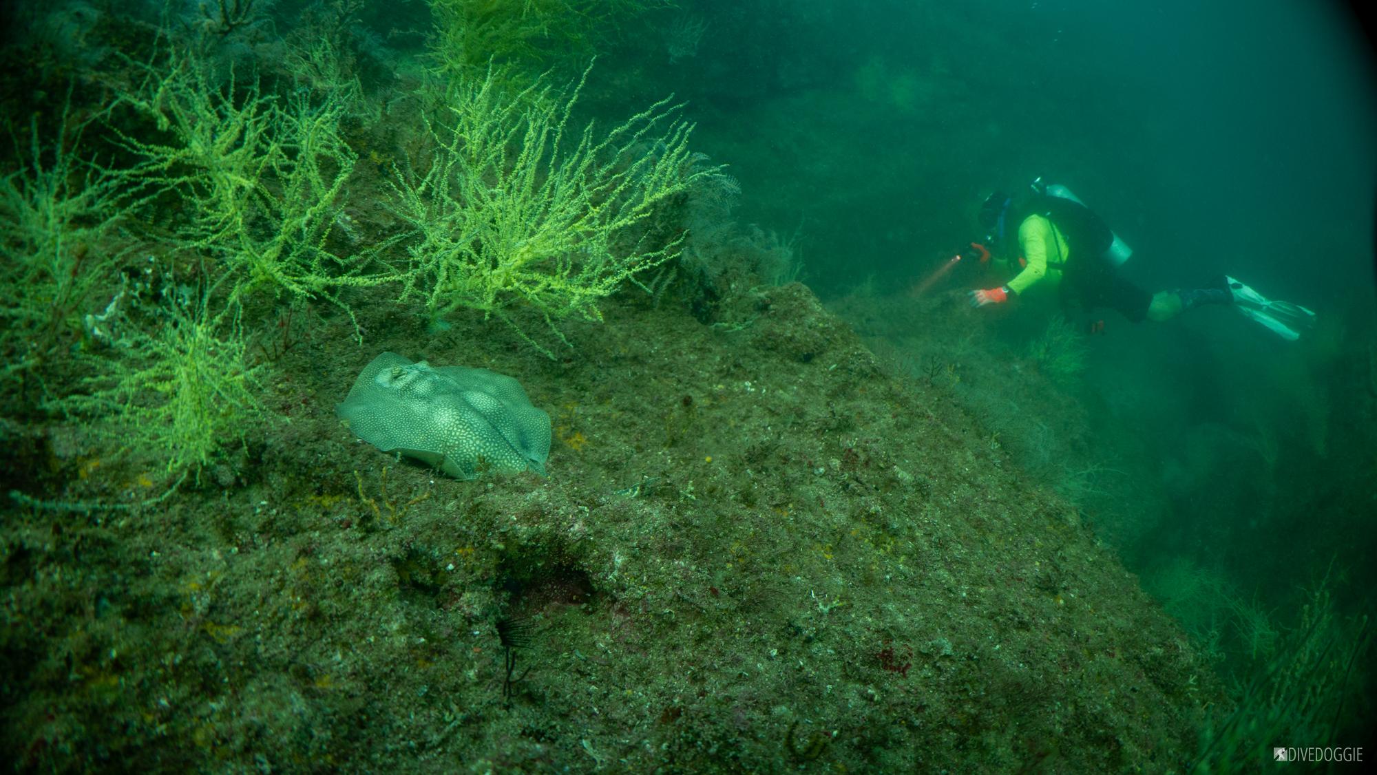 Sea of Cortez Diver among Black Coral