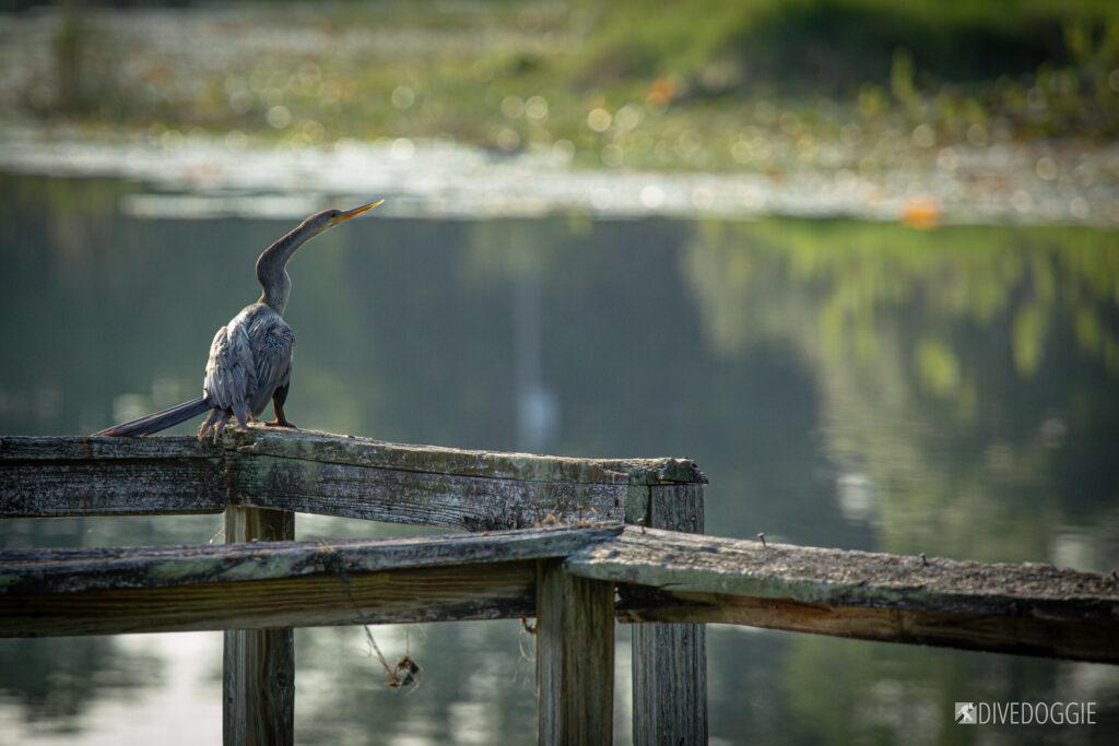 Anhinga Drying its Wings