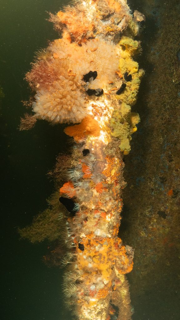 Tunicates, sponges, anemones