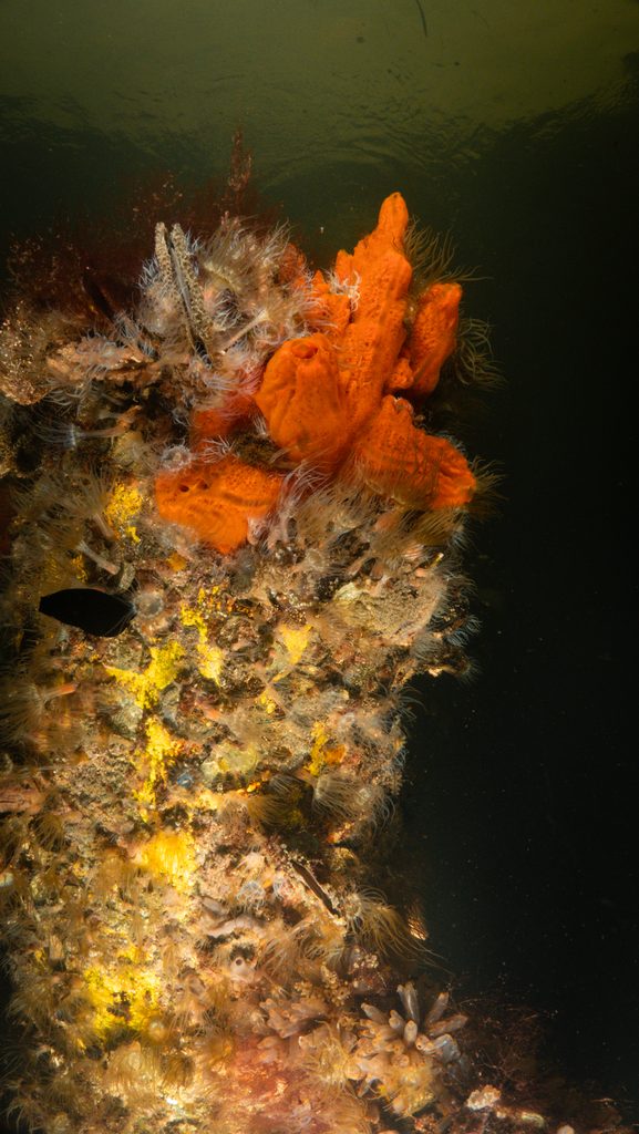 Undersea lab metal covered in marine life.