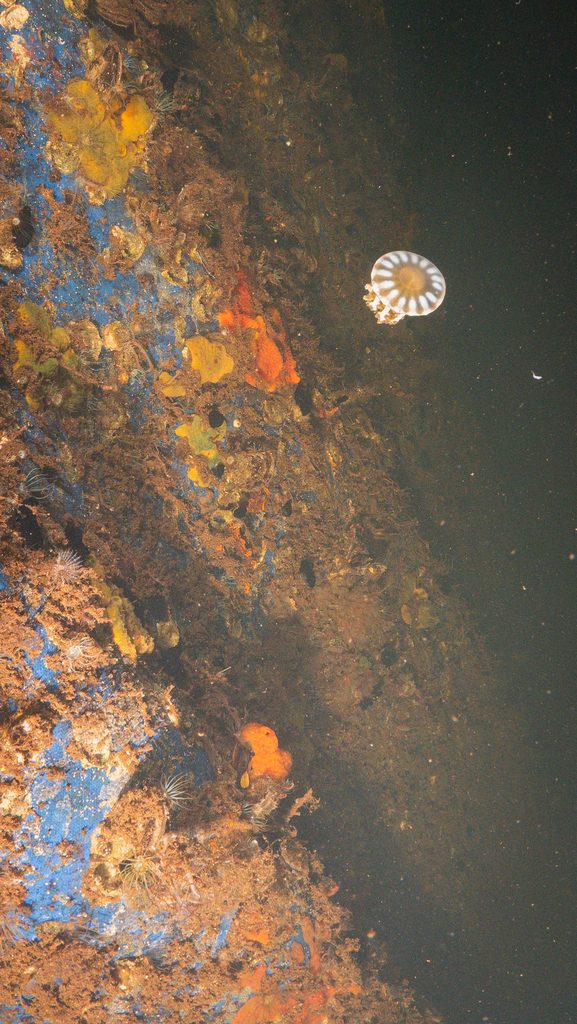 The tarp blocking the lagoon is covered in life, with 1 lone mangrove jelly.