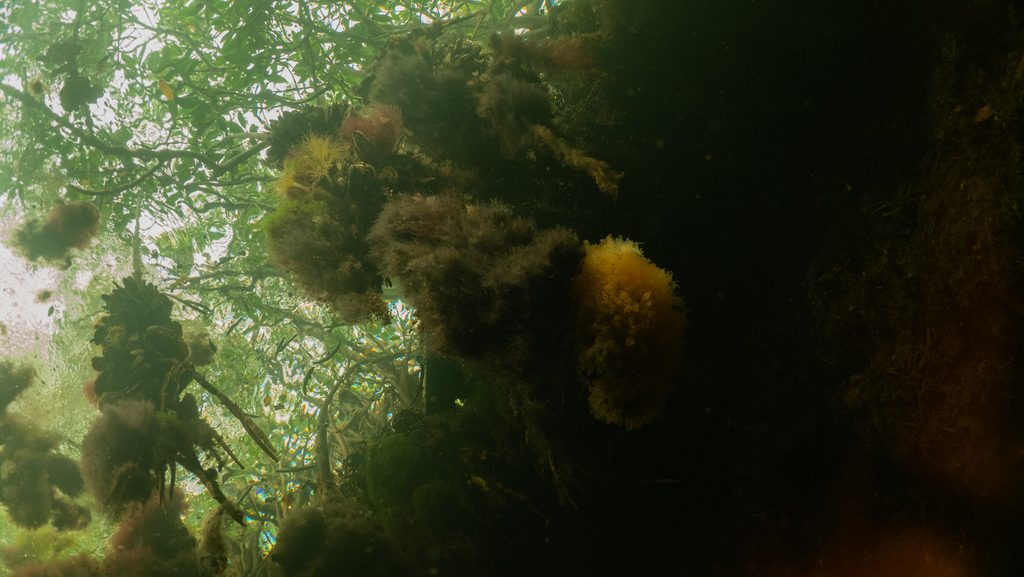 Looking up through the mangrove roots