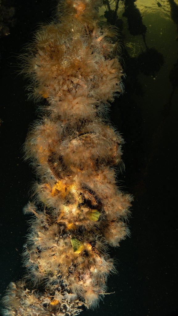 Dock pilings host incredible sea life