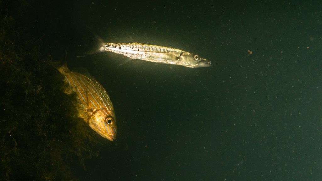 Juvenile barracuda, grunt