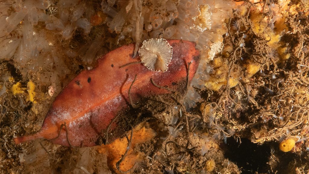 Tiger flatworm on a leaf